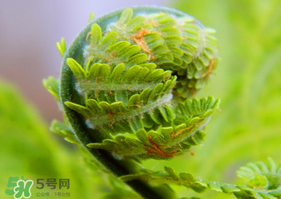 蕨菜怎么處理？新鮮蕨菜怎么處理？