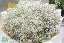 清明節(jié)上墳可以帶滿天星嗎？清明節(jié)掃墓能用滿天星嗎？