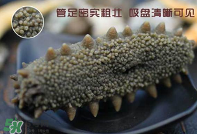 春天能吃海參嗎？春天吃海參效果好嗎？