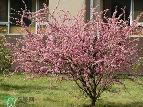 春天桃樹打什么藥？桃樹春天什么時(shí)候打藥？