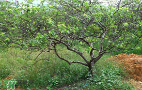 春天桃樹打什么藥？桃樹春天什么時(shí)候打藥？