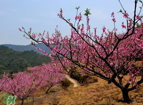 春天桃樹打什么藥？桃樹春天什么時(shí)候打藥？