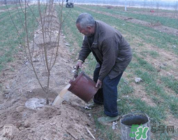 桃樹春天什么時候澆水？桃樹什么時候澆水？