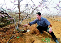 桃樹春天什么時候澆水？桃樹什么時候澆水？