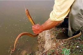 四月份可以釣黃鱔嗎？4月份可以釣黃鱔嗎？