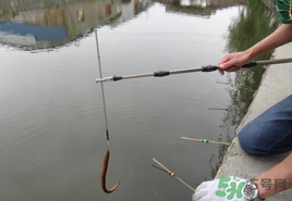 四月份可以釣黃鱔嗎？4月份可以釣黃鱔嗎？