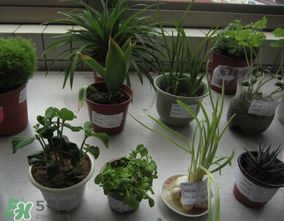 春天種什么植物？春天適合種什么植物？