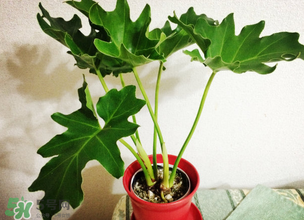 春天種什么植物？春天適合種什么植物？