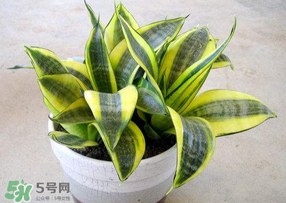 春天種什么植物？春天適合種什么植物？