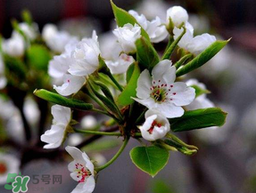 四月份開什么花？四月份什么花開？