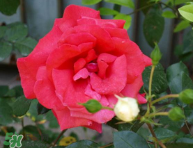 四月份開什么花？四月份什么花開？