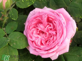 四月份開什么花？四月份什么花開？