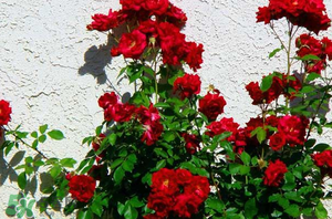 春天可以種玫瑰嗎？春天適合種玫瑰嗎？