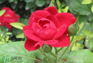 春天可以種玫瑰嗎？春天適合種玫瑰嗎？