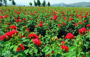 春天可以種玫瑰嗎？春天適合種玫瑰嗎？