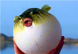 河豚怎么吃才沒毒？吃河豚的禁忌