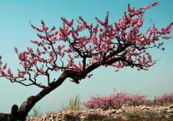 春天桃樹(shù)打什么藥？桃樹(shù)春天什么時(shí)候打藥？