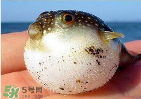 河豚怎么吃才沒毒？吃河豚的禁忌