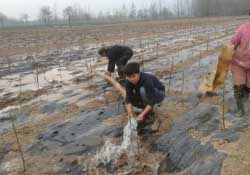 桃樹春天什么時(shí)候澆水？桃樹什么時(shí)候澆水？