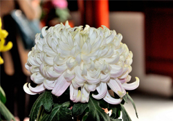 清明節(jié)掃墓買什么顏色菊花？清明節(jié)上墳用什么顏色菊花？