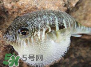 河豚怎么吃才沒毒？吃河豚的禁忌