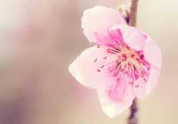 四月份還有桃花嗎？桃花幾月份開？
