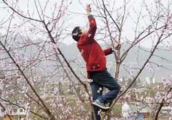 春天桃樹能剪枝嗎？桃樹春季什么時(shí)間剪枝？