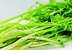 吃野芹菜會中毒嗎？吃野芹菜中毒了怎么辦？