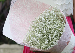 清明節(jié)上墳可以帶滿天星嗎？清明節(jié)掃墓能用滿天星嗎？