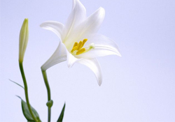 清明節(jié)上墳可以帶百合花嗎？清明節(jié)掃墓能用百合花嗎？