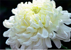 清明節(jié)掃墓為什么用菊花？清明節(jié)上墳為什么要送菊花？