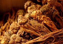 春天可以吃當(dāng)歸嗎？春天吃當(dāng)歸上火嗎？