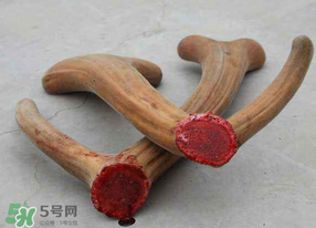 ?春天可以吃鹿茸嗎？鹿茸什么季節(jié)吃最合適？