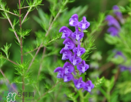 春天能吃丹參嗎？丹參什么人不能吃？