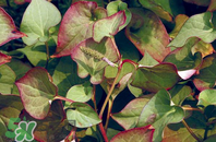 折耳根的功效與作用 折耳根有什么功效？