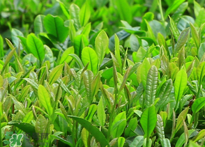 清明茶什么時候采？采清明茶什么時候結束？