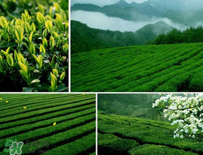 清明茶什么時候采？采清明茶什么時候結束？