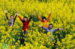 四月份還有油菜花嗎？4月份還有油菜花嗎？
