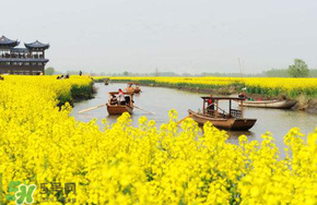 四月份還有油菜花嗎？4月份還有油菜花嗎？