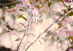 春分是春天的開始嗎？春分是春天來的意思嗎？