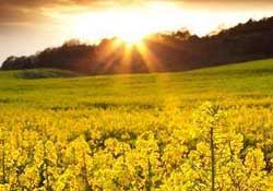 四月份還有油菜花嗎？4月份還有油菜花嗎？