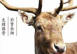 ?春天可以吃鹿茸嗎？鹿茸什么季節(jié)吃最合適？