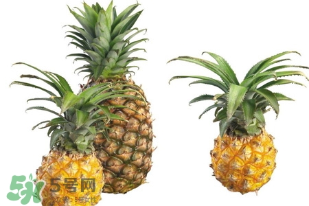 吃菠蘿可以減肥嗎？菠蘿真的能減肥嗎？