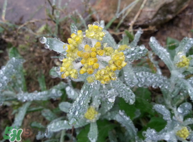 清明菜是什么菜？清明菜是艾草嗎？