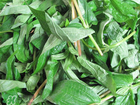 清明菜是什么菜？清明菜是艾草嗎？