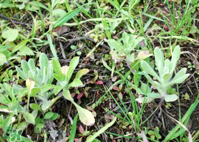 清明菜是什么菜？清明菜是艾草嗎？