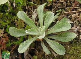 清明菜怎么做好吃？清明菜怎么做止咳？