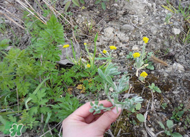 清明菜怎么做好吃？清明菜怎么做止咳？