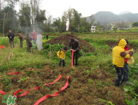 清明不過社是什么意思？清明不過社的社是哪天？