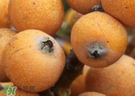 枇杷什么時(shí)候成熟？枇杷什么時(shí)候上市？